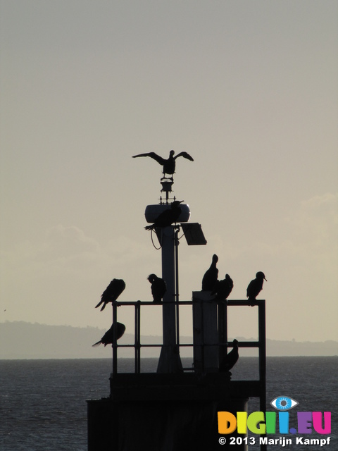 SX25741 Silhouetted Cormorants (Phalacrocorax carbo) on structure